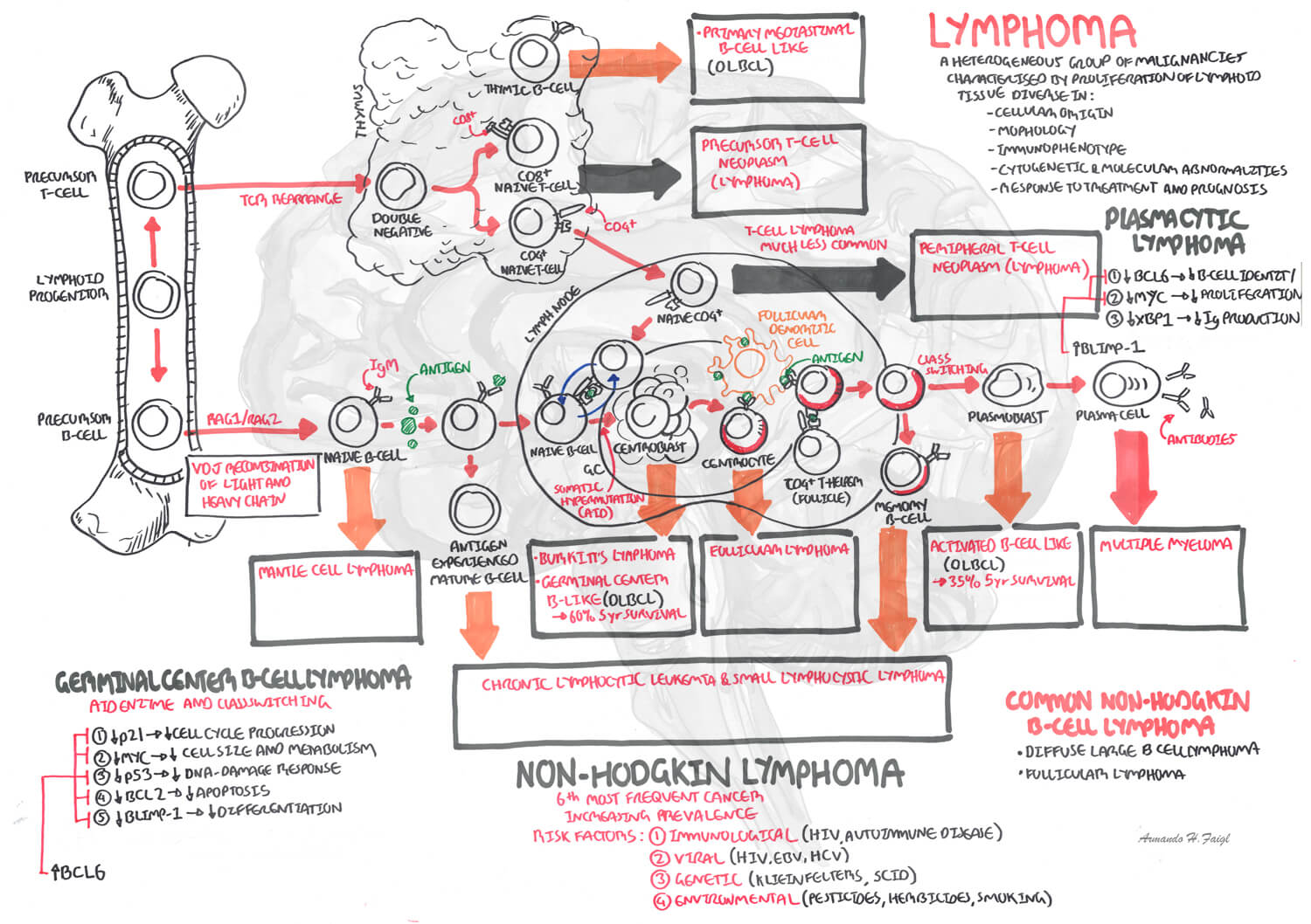 Lymphoma